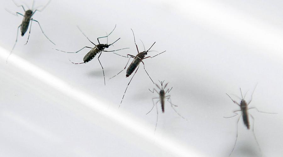 zika virus 002